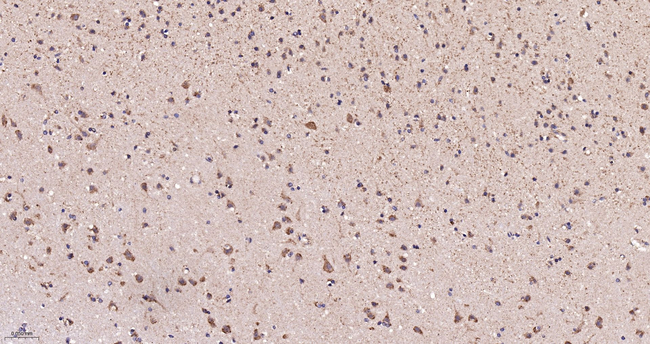 Thioredoxin 2 Antibody in Immunohistochemistry (Paraffin) (IHC (P))