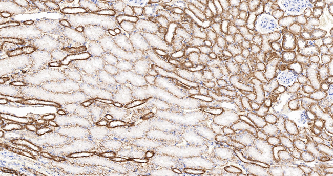 CDH16 Antibody in Immunohistochemistry (Paraffin) (IHC (P))