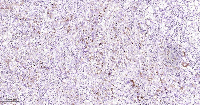 Podocalyxin Antibody in Immunohistochemistry (Paraffin) (IHC (P))