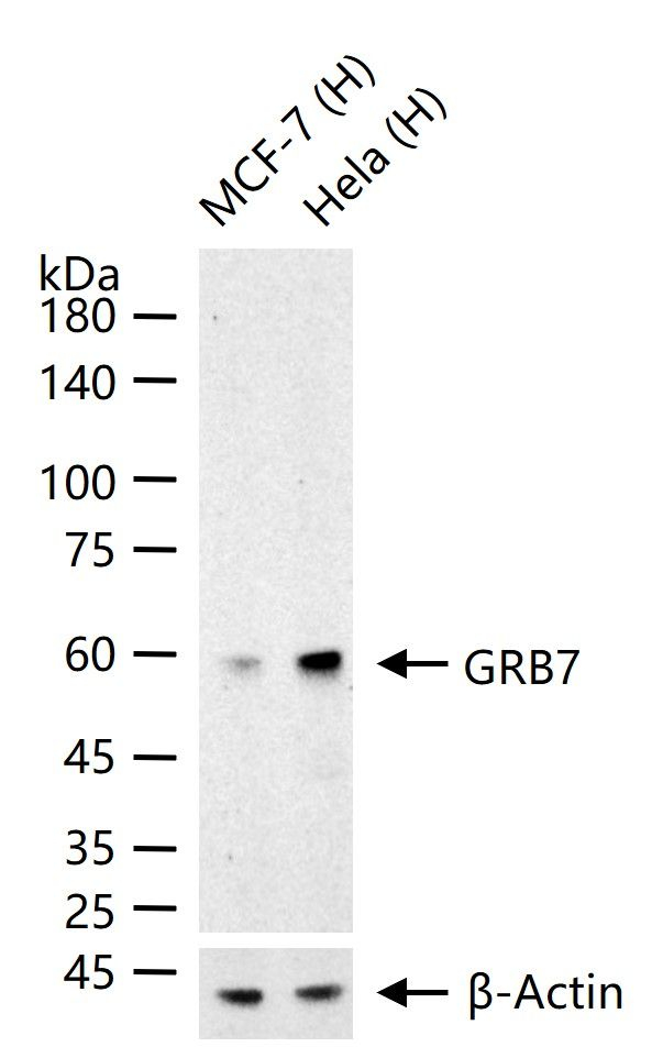 GRB7 Antibody in Western Blot (WB)