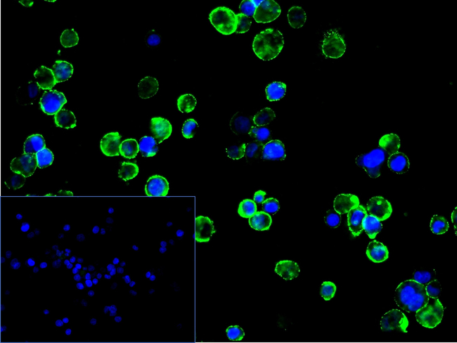 GCSAM Antibody in Immunocytochemistry (ICC/IF)