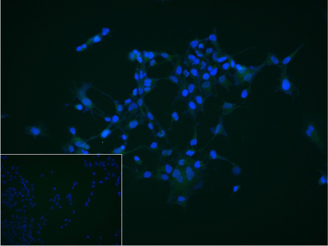 Nkx2.2 Antibody in Immunocytochemistry (ICC/IF)