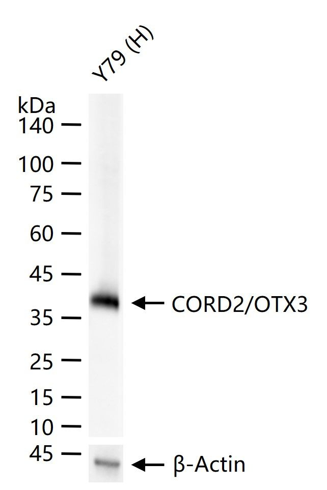 CRX Antibody in Western Blot (WB)