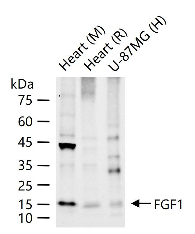 FGF1 Antibody in Western Blot (WB)