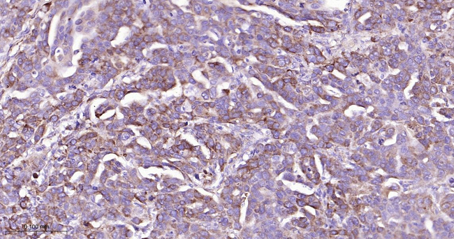 PRDX4 Antibody in Immunohistochemistry (Paraffin) (IHC (P))