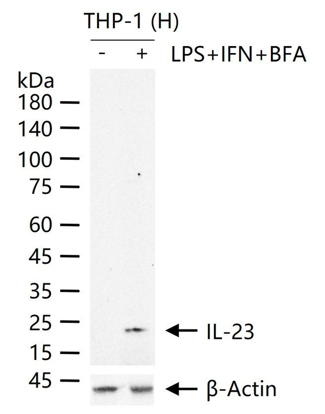 IL-23 Antibody in Western Blot (WB)
