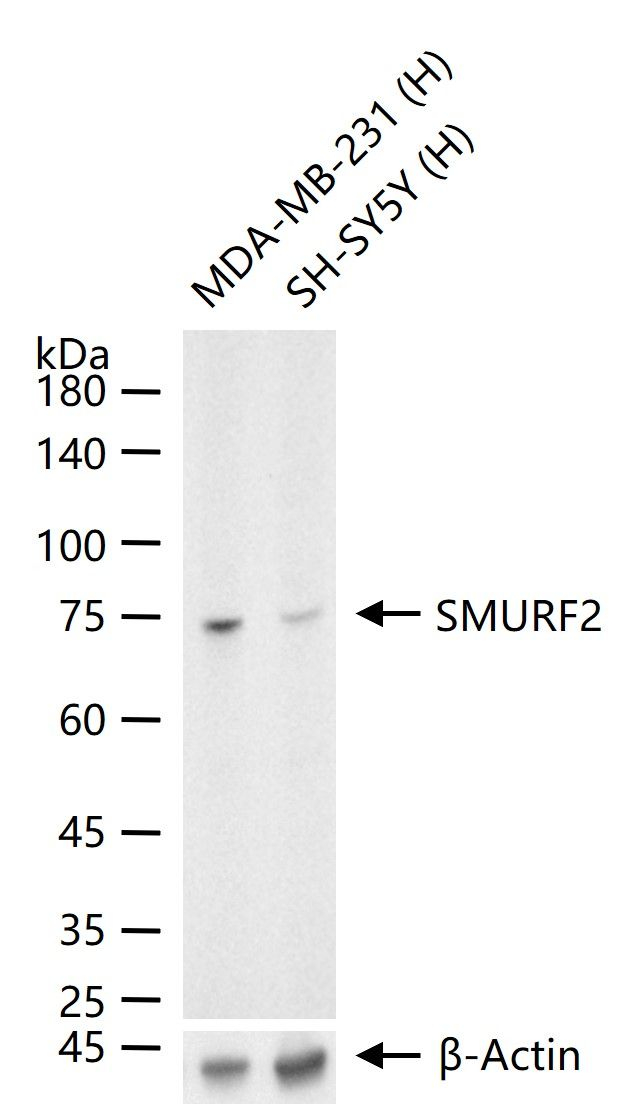 SMURF2 Antibody in Western Blot (WB)