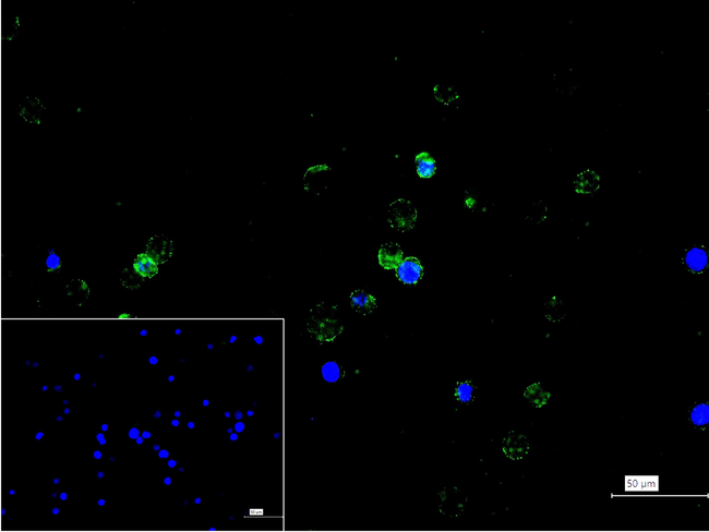 CD162 Antibody in Immunocytochemistry (ICC/IF)