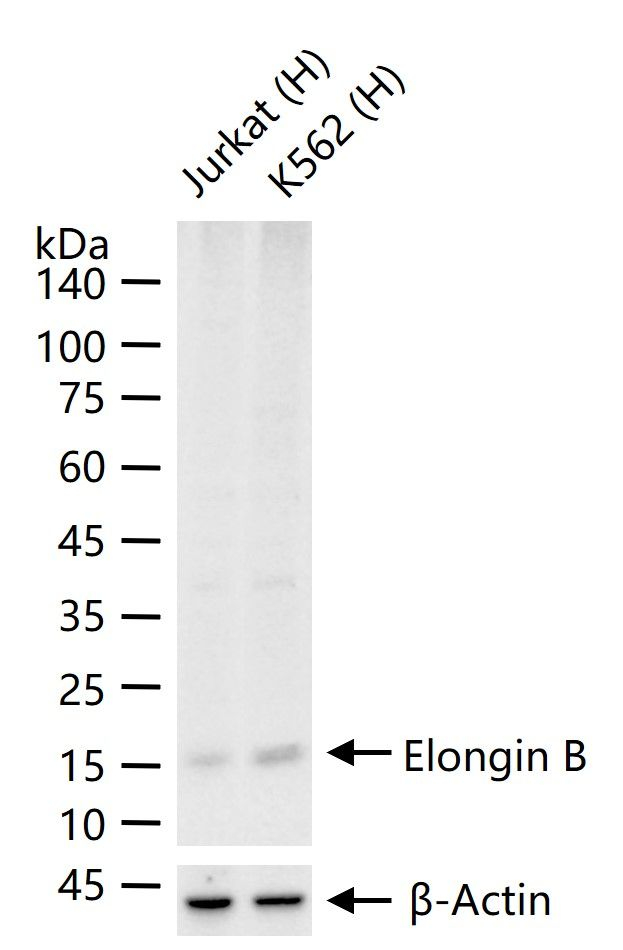 TCEB2 Antibody in Western Blot (WB)