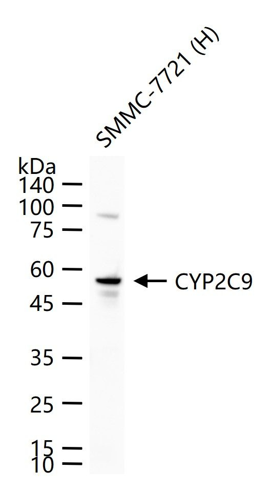 CYP2C9 Antibody in Western Blot (WB)