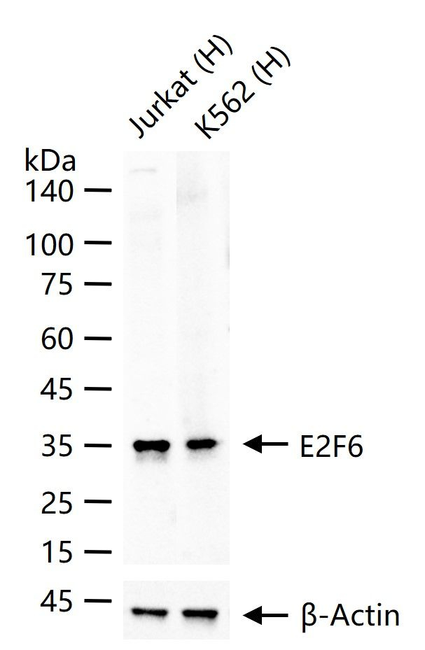 E2F6 Antibody in Western Blot (WB)
