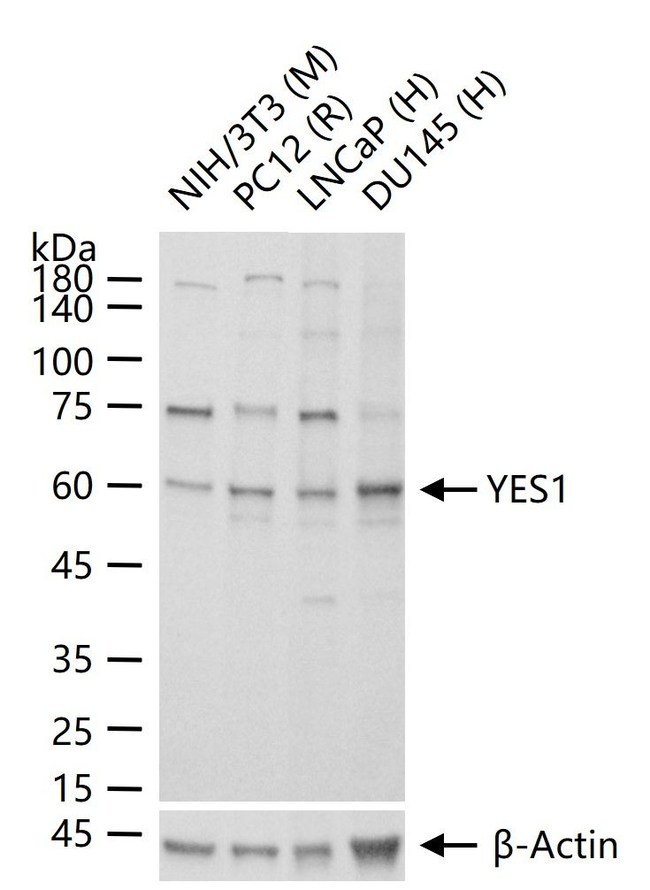 YES1 Antibody in Western Blot (WB)