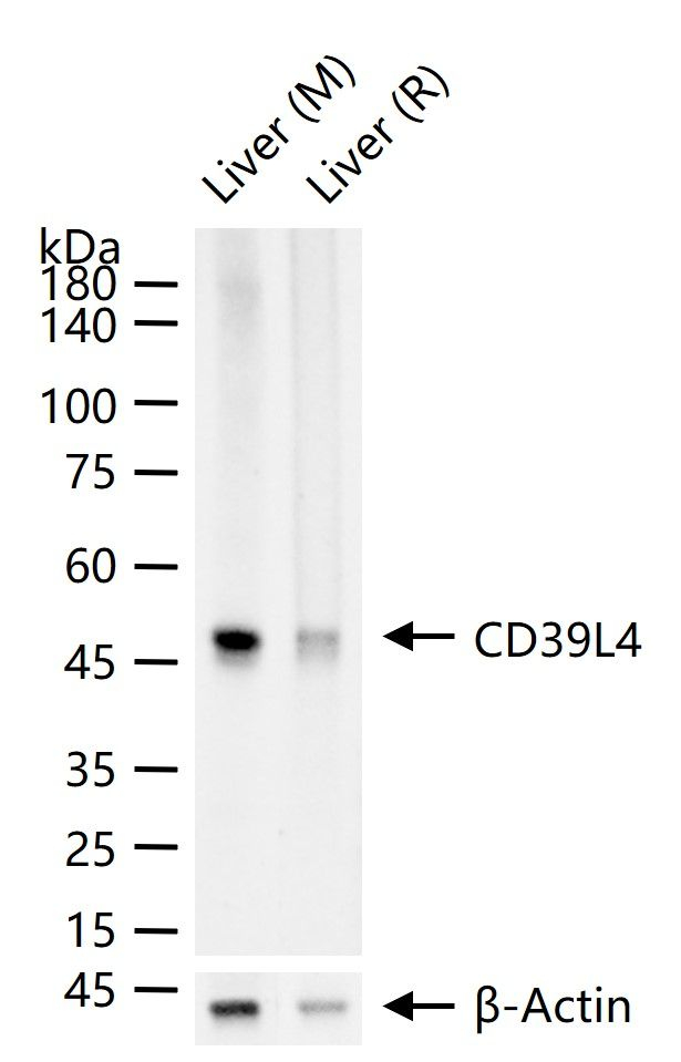 ENTPD5 Antibody in Western Blot (WB)
