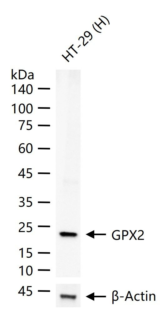 GPX2 Antibody in Western Blot (WB)