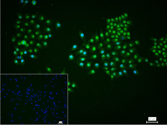 PSMD4 Antibody in Immunocytochemistry (ICC/IF)