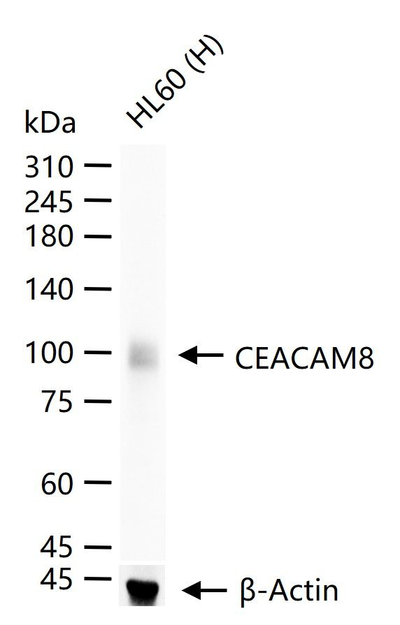 CEACAM6 Antibody in Western Blot (WB)