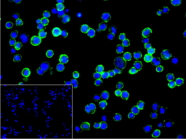 CD83 Antibody in Immunocytochemistry (ICC/IF)