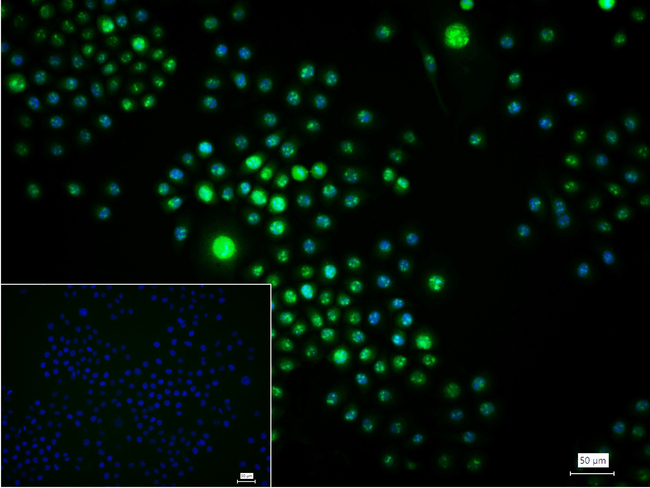 ILF2 Antibody in Immunocytochemistry (ICC/IF)