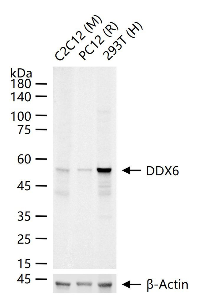 DDX6 Antibody in Western Blot (WB)