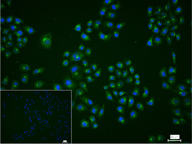 GRASP65 Antibody in Immunocytochemistry (ICC/IF)