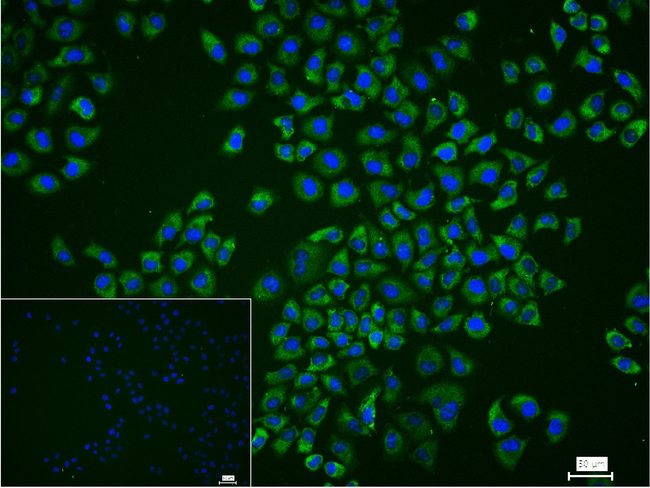 eIF4A1 Antibody in Immunocytochemistry (ICC/IF)