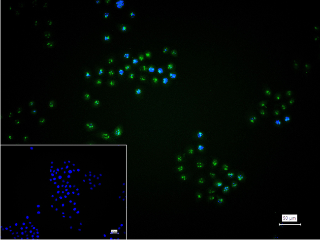 EXOSC7 Antibody in Immunocytochemistry (ICC/IF)