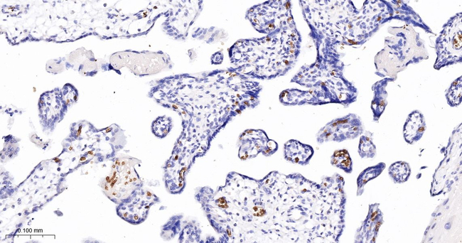 Band 3 Antibody in Immunohistochemistry (Paraffin) (IHC (P))