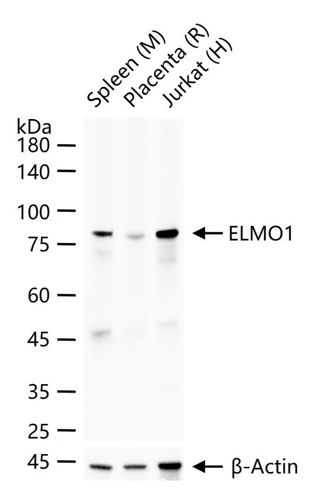 ELMO1 Antibody in Western Blot (WB)
