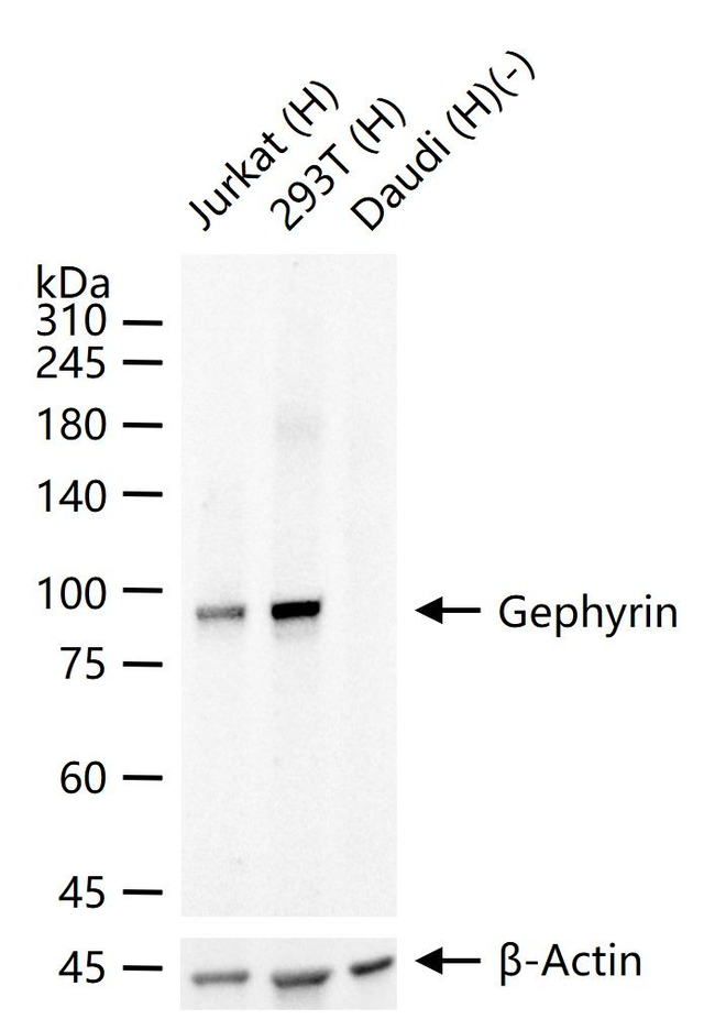 Gephyrin Antibody in Western Blot (WB)