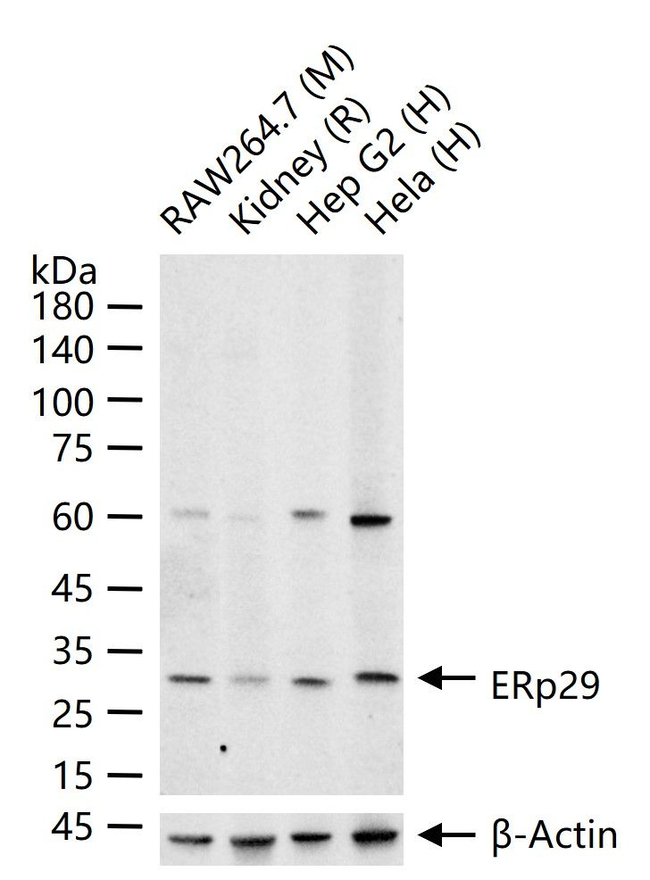 ERP29 Antibody in Western Blot (WB)