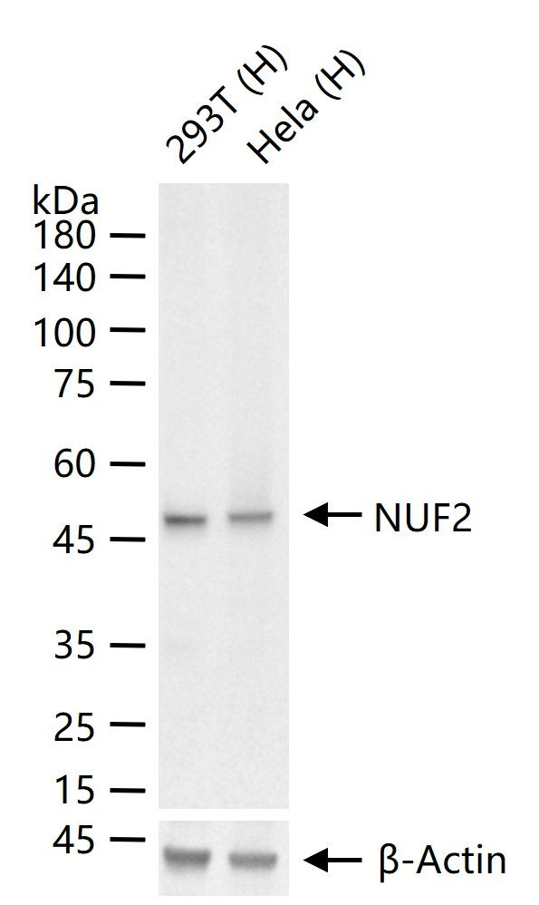 NUF2 Antibody in Western Blot (WB)