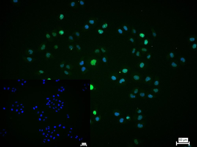 RCOR1 Antibody in Immunocytochemistry (ICC/IF)