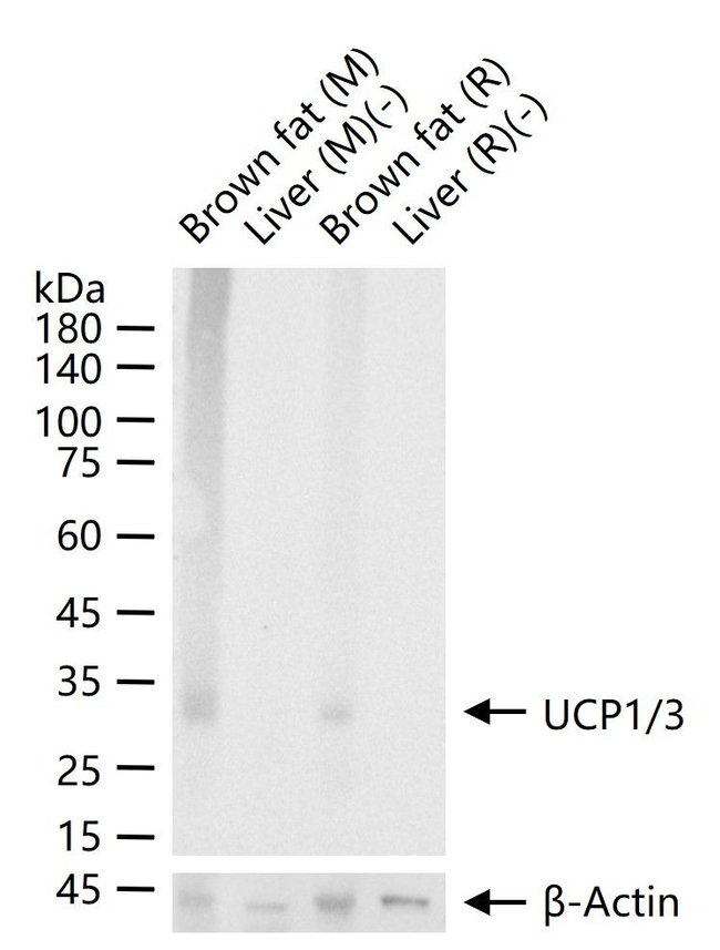 UCP1/UCP3 Antibody in Western Blot (WB)
