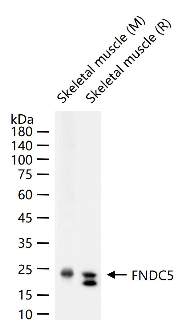 FNDC5 Antibody in Western Blot (WB)