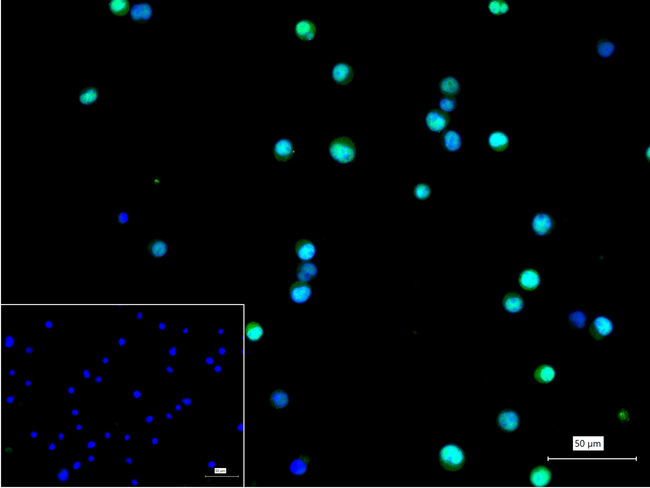 HIF1AN Antibody in Immunocytochemistry (ICC/IF)