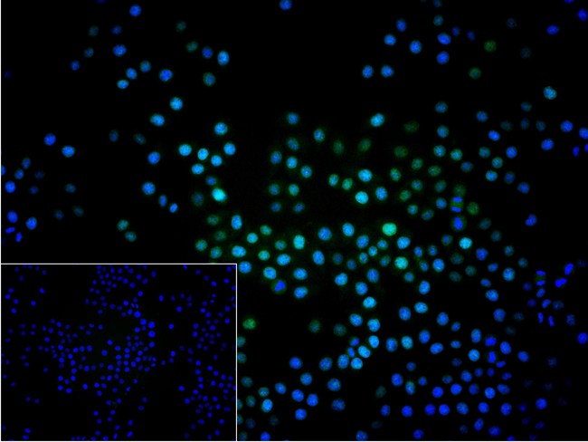 SENP1 Antibody in Immunocytochemistry (ICC/IF)
