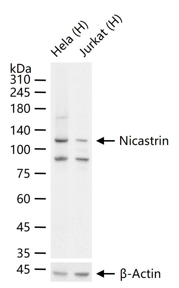 Nicastrin Antibody in Western Blot (WB)