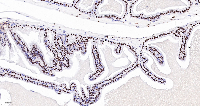 NONO Antibody in Immunohistochemistry (Paraffin) (IHC (P))