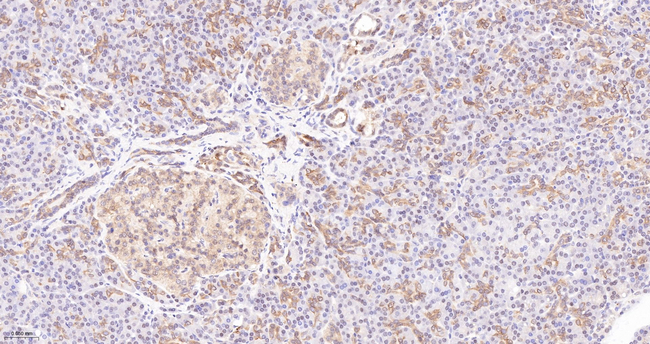 Mgea5 Antibody in Immunohistochemistry (Paraffin) (IHC (P))