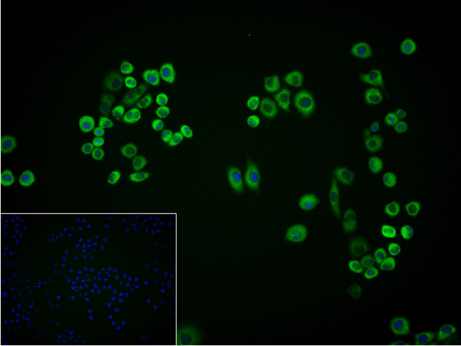 METAP2 Antibody in Immunocytochemistry (ICC/IF)