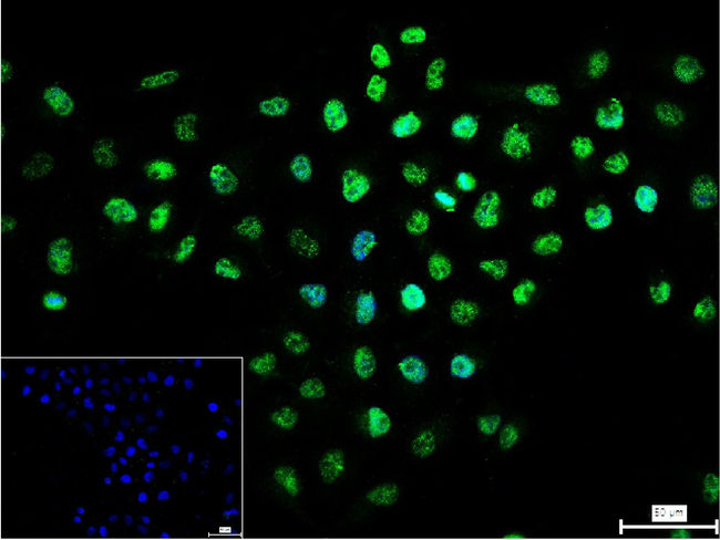 RACK1 Antibody in Immunocytochemistry (ICC/IF)