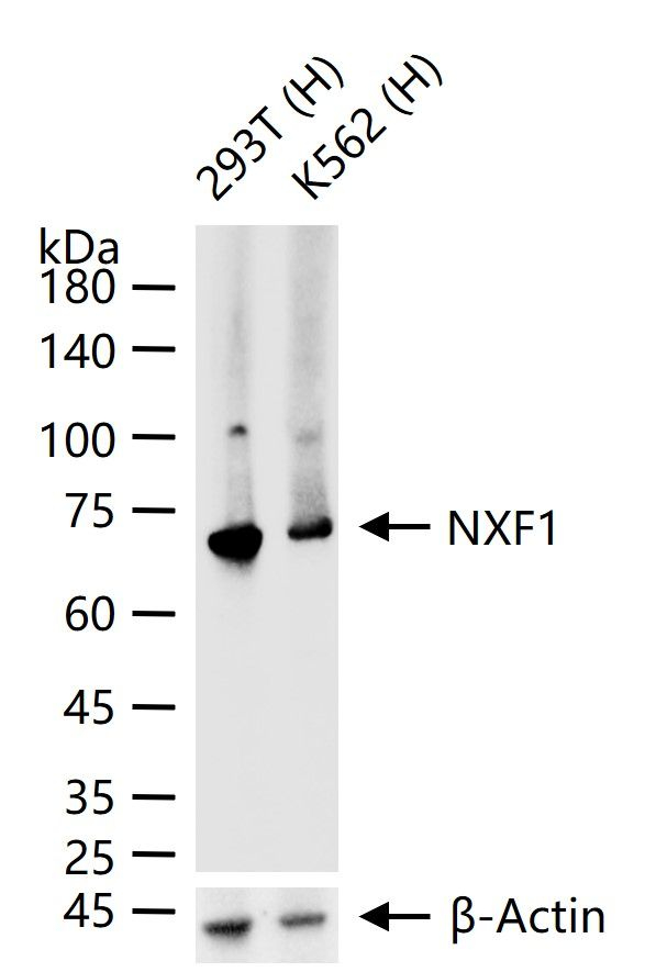 TAP Antibody in Western Blot (WB)