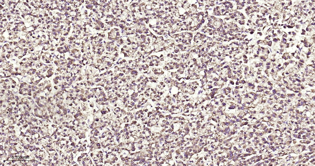 Aconitase 2 Antibody in Immunohistochemistry (Paraffin) (IHC (P))