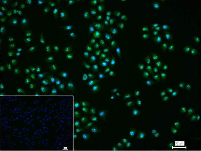 Nucleostemin Antibody in Immunocytochemistry (ICC/IF)