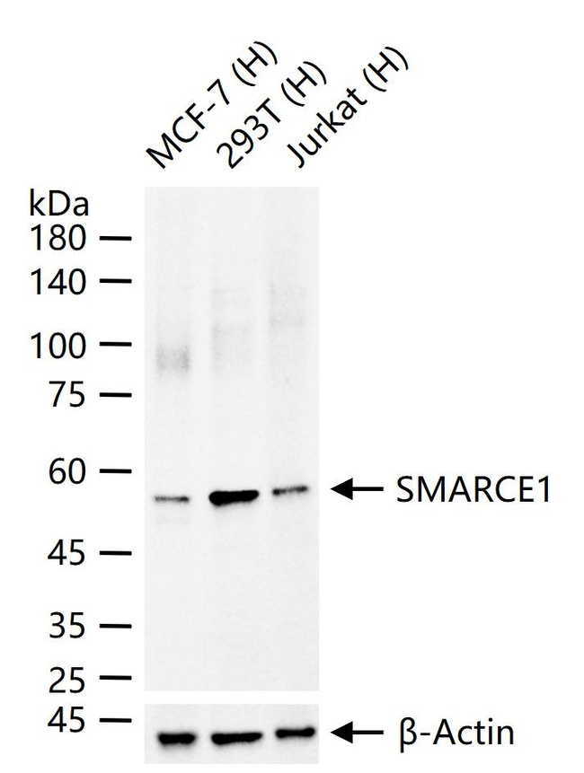 BAF57 Antibody in Western Blot (WB)