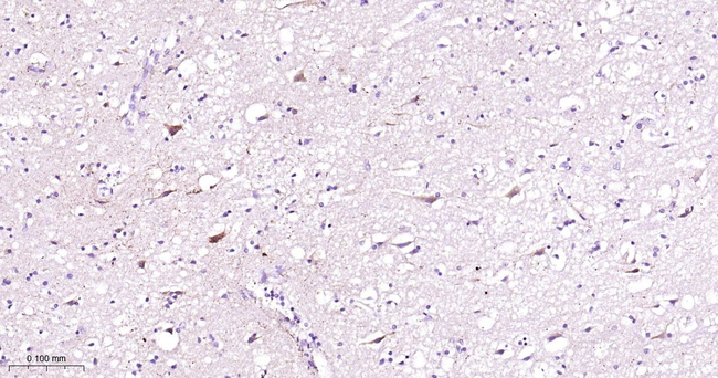 MAOB Antibody in Immunohistochemistry (Paraffin) (IHC (P))