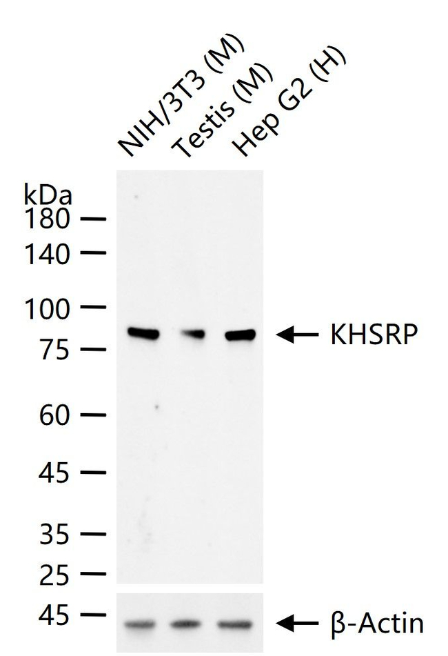 KHSRP Antibody in Western Blot (WB)