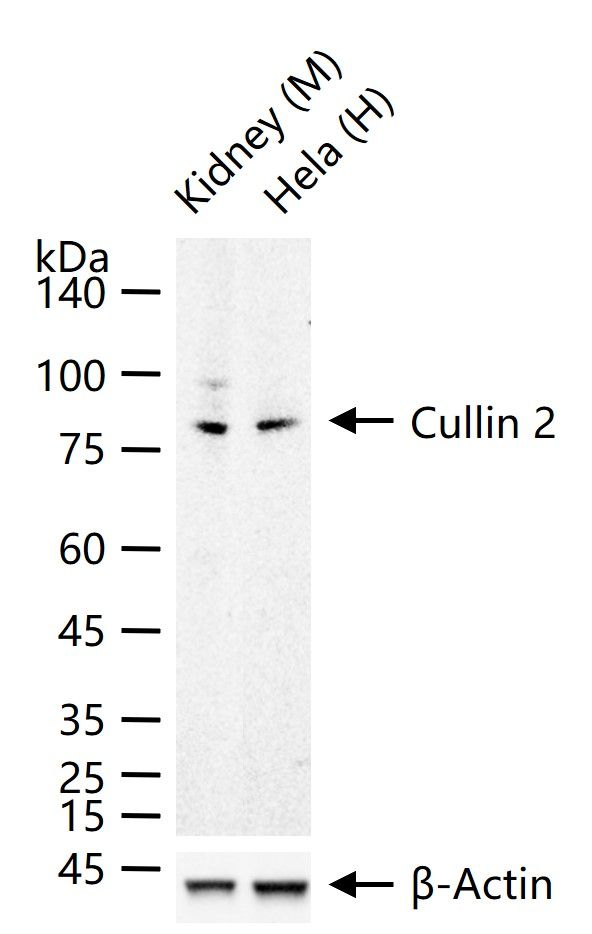 Cullin 2 Antibody in Western Blot (WB)