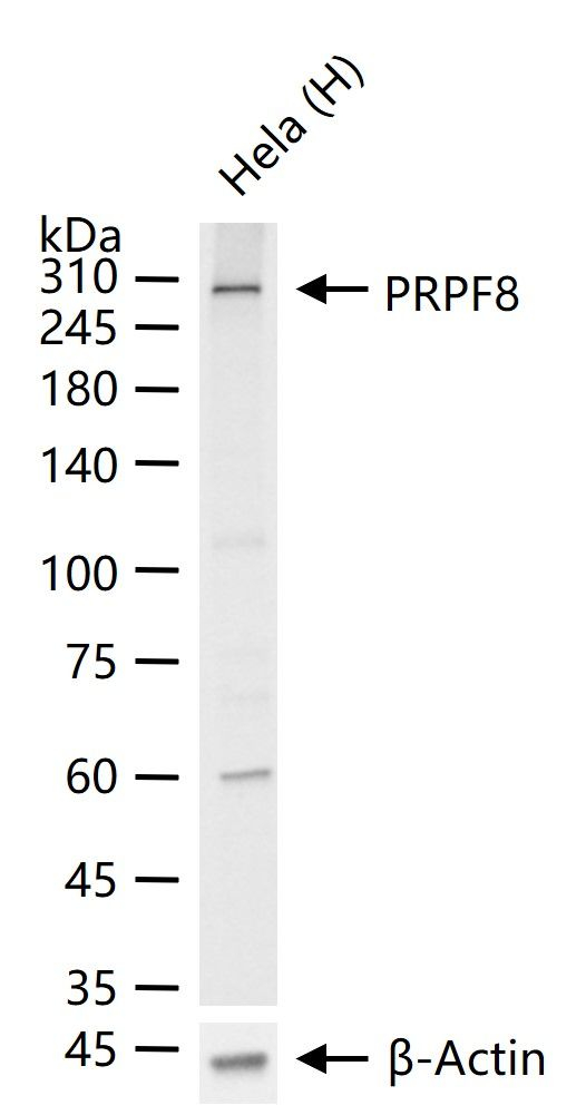 PRP8 Antibody in Western Blot (WB)