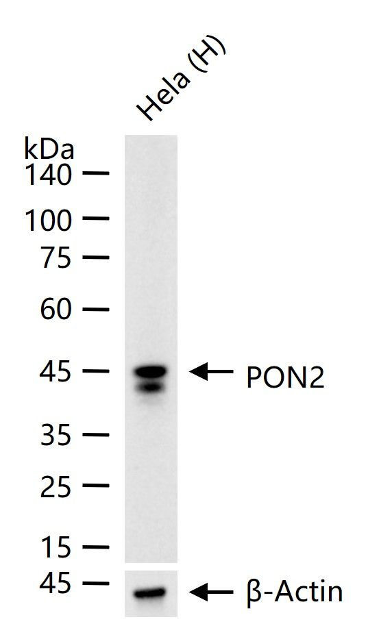 PON2 Antibody in Western Blot (WB)